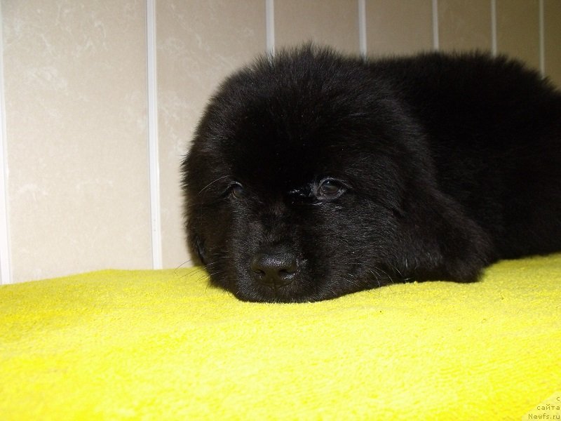 Фото: Лейден Ра-Гро, ньюфаундленд Grand Byebi Ariadna (Гранд Бэби Ариадна)