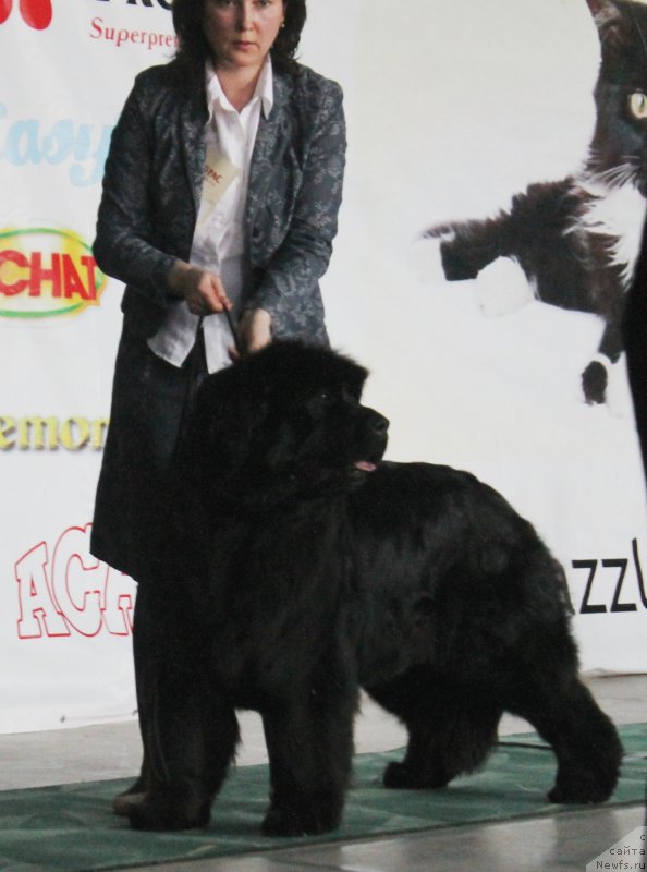 Фото: ньюфаундленд Super Premium Invisible (Супер Премиум Инвисибл)