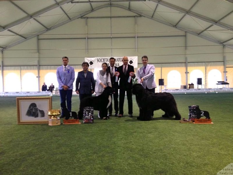 Фото: ньюфаундленд Black Clouds Criminal Minds at Stealbears