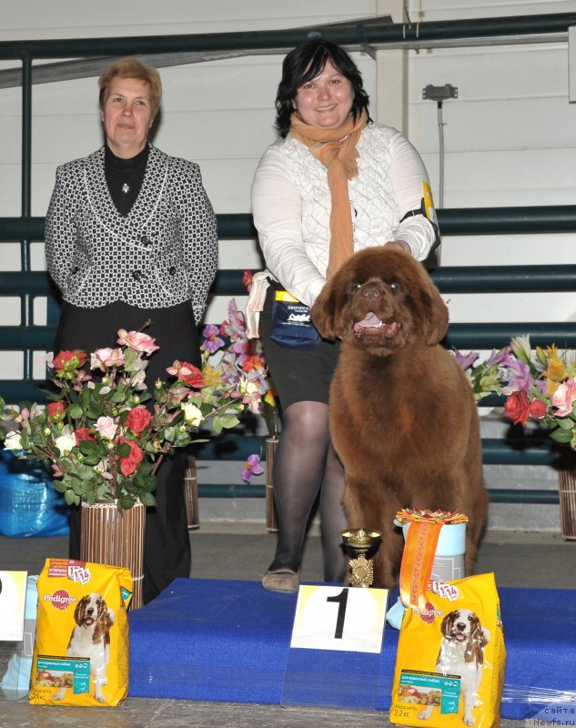 Фото: ньюфаундленд Happyness Long-Awaited s Berega Dona (Хаппинесс Лонг-Аваитед с Берега Дона), Varvara Ryibalova (Варвара Рыбалова)
