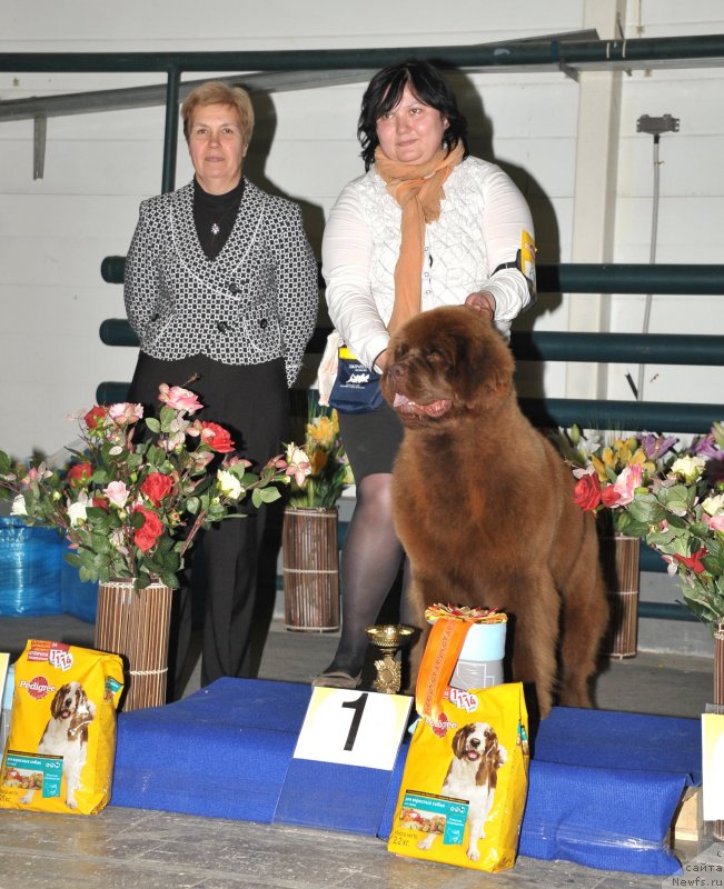 Фото: ньюфаундленд Happyness Long-Awaited s Berega Dona (Хаппинесс Лонг-Аваитед с Берега Дона), Varvara Ryibalova (Варвара Рыбалова)