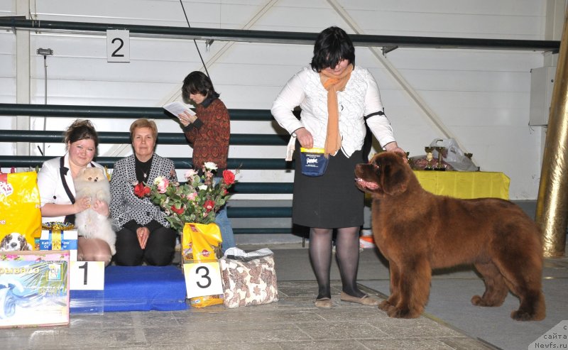 Фото: ньюфаундленд Happyness Long-Awaited s Berega Dona (Хаппинесс Лонг-Аваитед с Берега Дона), Varvara Ryibalova (Варвара Рыбалова)