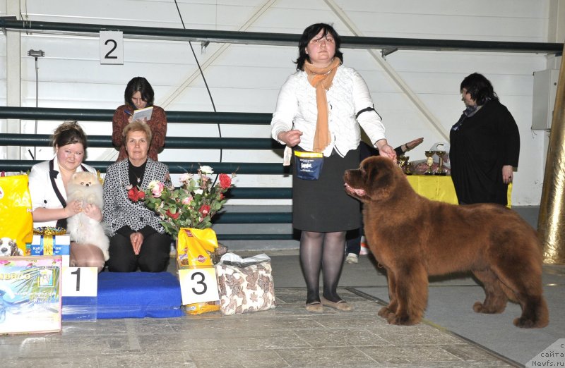 Фото: ньюфаундленд Happyness Long-Awaited s Berega Dona (Хаппинесс Лонг-Аваитед с Берега Дона), Varvara Ryibalova (Варвара Рыбалова)