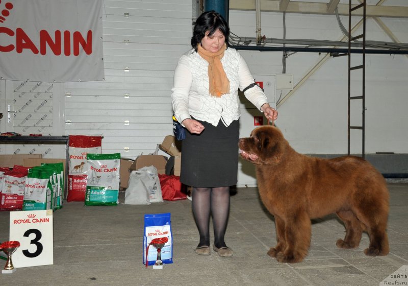 Фото: ньюфаундленд Happyness Long-Awaited s Berega Dona (Хаппинесс Лонг-Аваитед с Берега Дона), Varvara Ryibalova (Варвара Рыбалова)