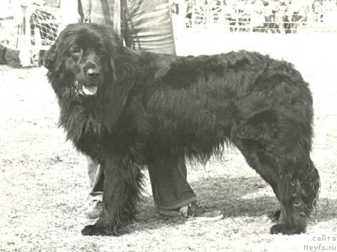 Фото: ньюфаундленд Taydi Flo (Тайди Фло)