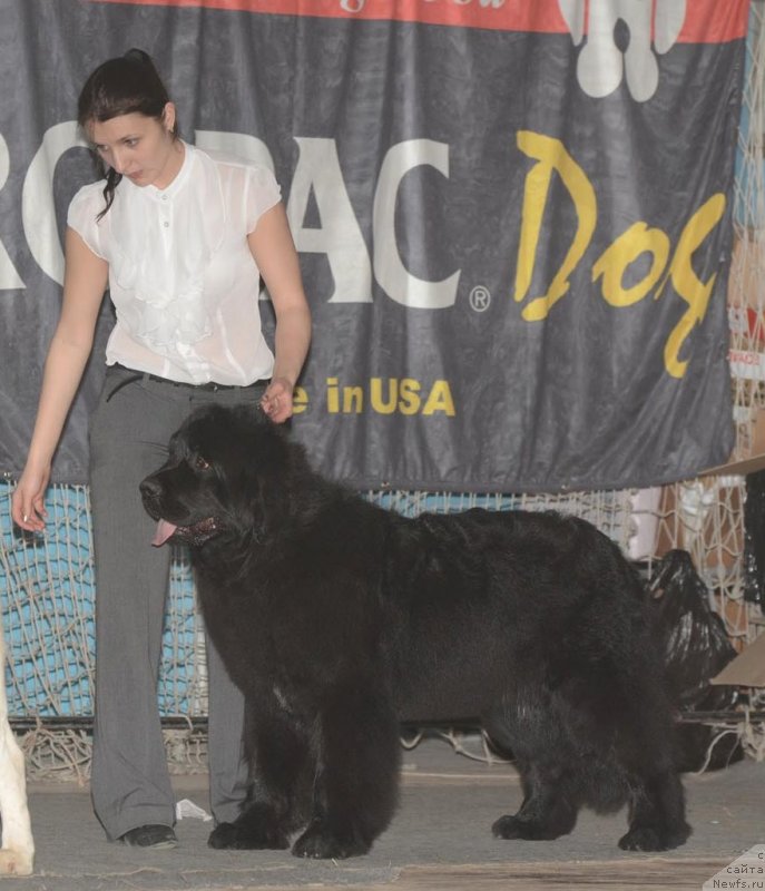 Фото: ньюфаундленд Aquatoriya Kelvin Fiona (Акватория Келвин Фиона)