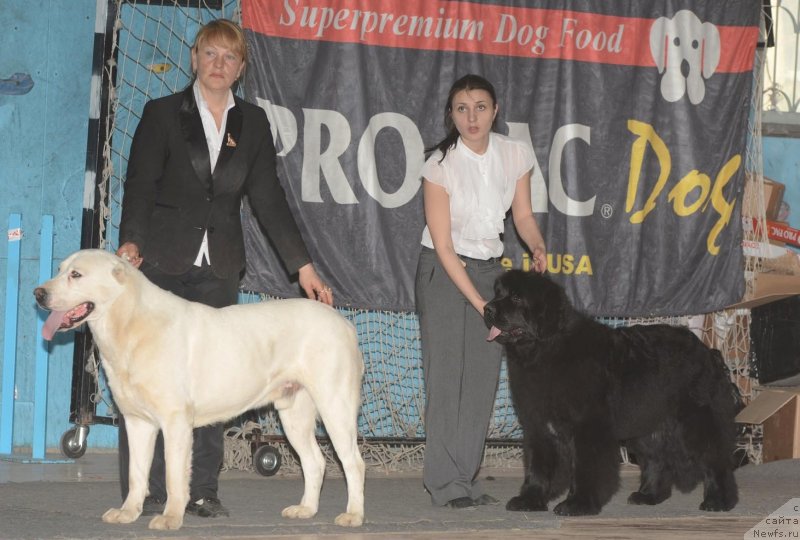 Фото: ньюфаундленд Aquatoriya Kelvin Fiona (Акватория Келвин Фиона)