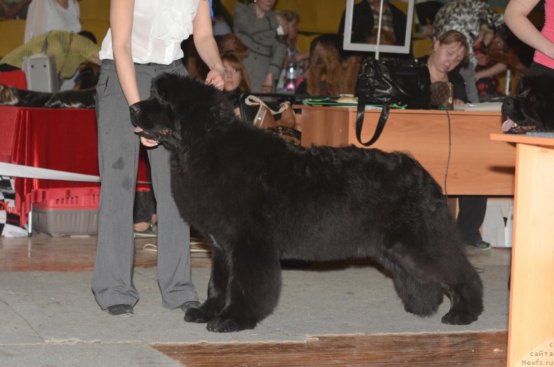 Фото: ньюфаундленд Aquatoriya Kelvin Fiona (Акватория Келвин Фиона)