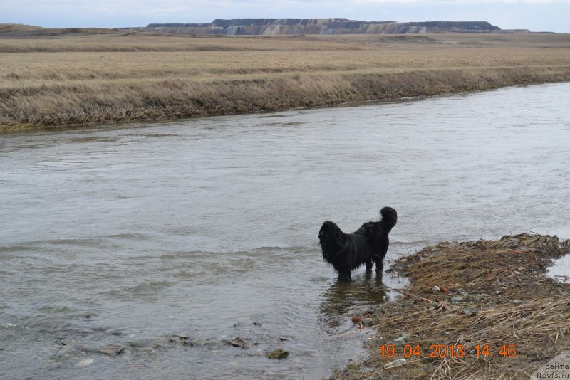 Фото: ньюфаундленд Akvatoriya Kelvin Koroleva Margo (Акватория Келвин Королева Марго)