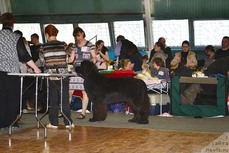 Фото: ньюфаундленд Kiper Soul Layon Hyeert (Кипер Соул Лайон Хэерт)
