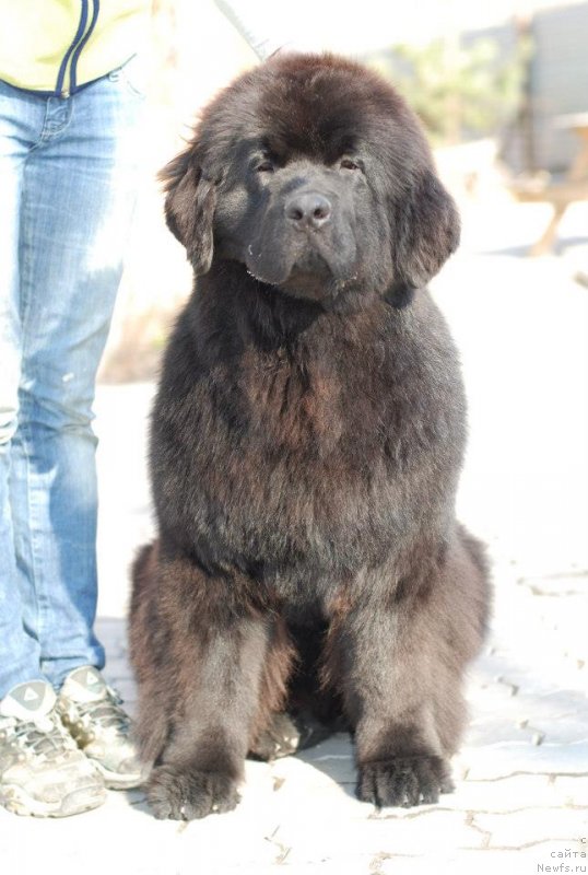 Фото: Fluffy Avalanche Exclusive Dream