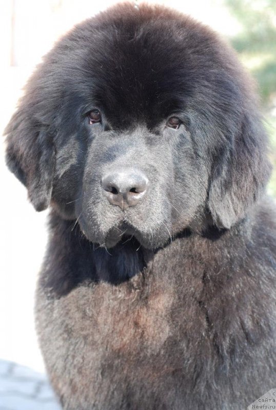 Фото: Fluffy Avalanche Exclusive Dream