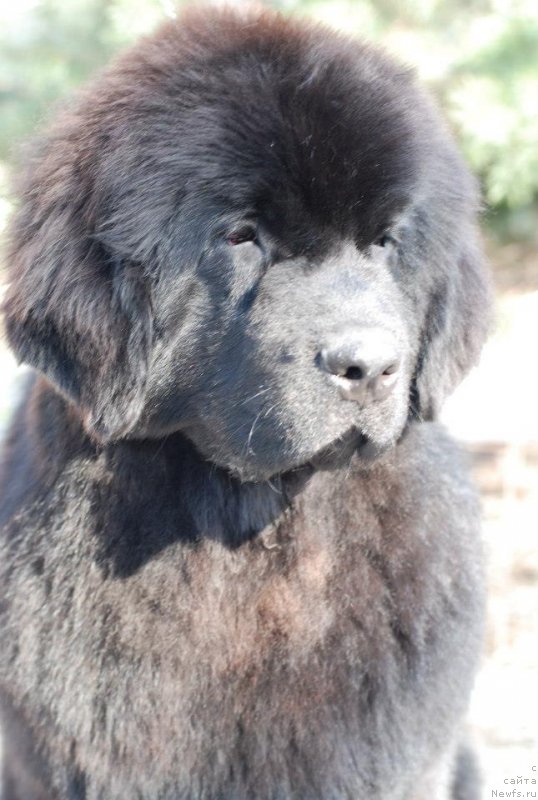 Фото: Fluffy Avalanche Exclusive Dream