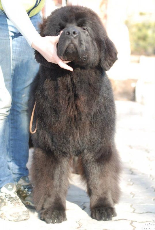 Фото: Fluffy Avalanche Exclusive Dream