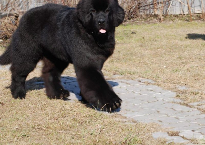 Фото: Fluffy Avalanche Exclusive Dream