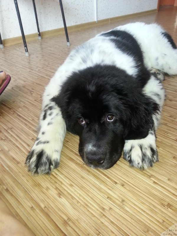 Фото: ньюфаундленд Sent Djons Donna Summer (Сент Джонс Донна Саммер)