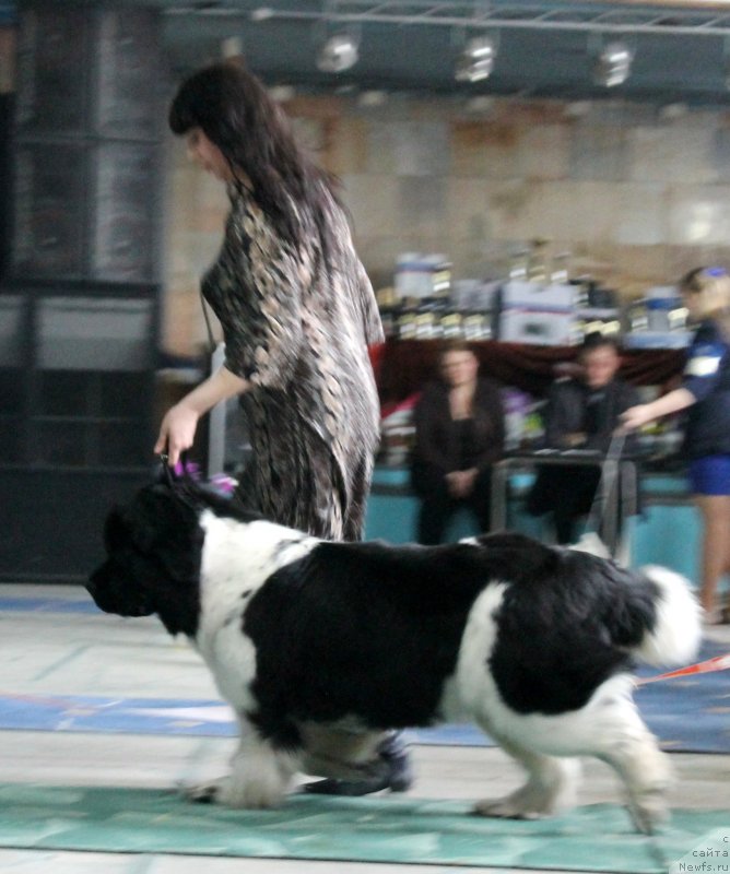 Фото: ньюфаундленд Fiamettahauz Martini Bianka (Фиаметтахауз Мартини Бьянка)