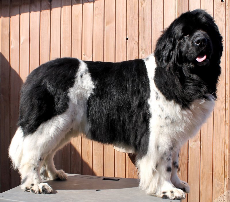 Фото: ньюфаундленд Fiamettahauz Martini Bianka (Фиаметтахауз Мартини Бьянка)