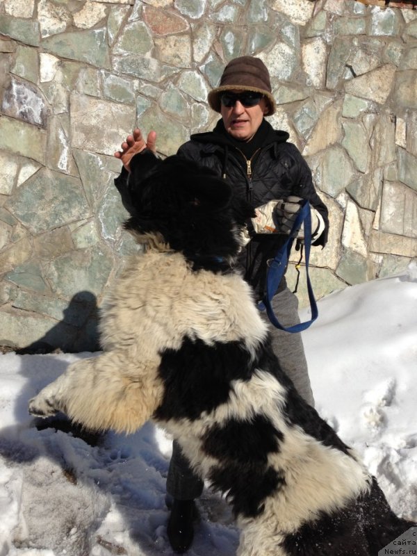 Фото: ньюфаундленд Fiamettahauz Persey (Фиаметтахауз Персей)