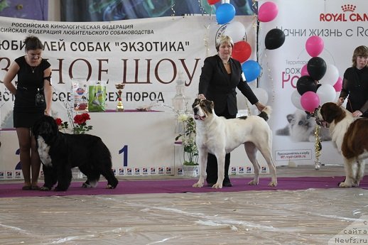 Фото: ньюфаундленд Ikona Stilya (Икона Стиля)