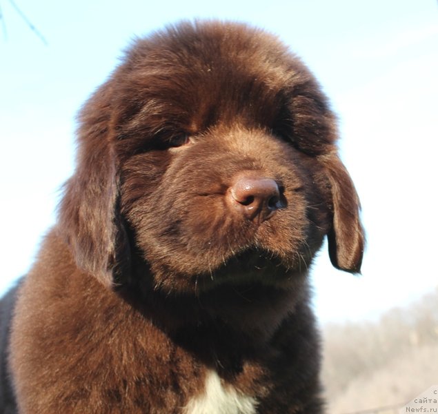 Фото: ньюфаундленд Akvatoriya Kelvin SCHokolad (Акватория Келвин Щоколад)