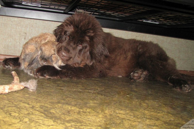 Фото: ньюфаундленд Van Len Taym CHilesta (Ван Лен Тайм Чилеста)