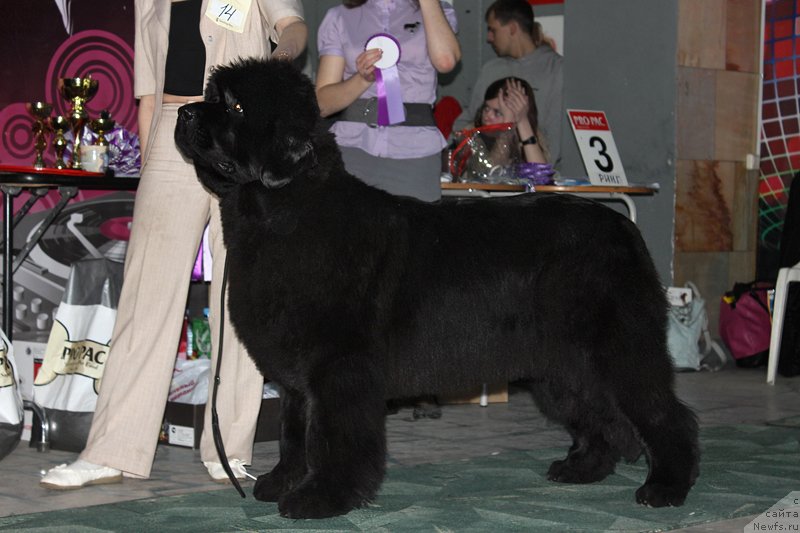 Фото: ньюфаундленд S'Nezhnaya Vjuga Avignonesi Capannelle (С'Нежная Вьюга Авиньонези Капаннеле)