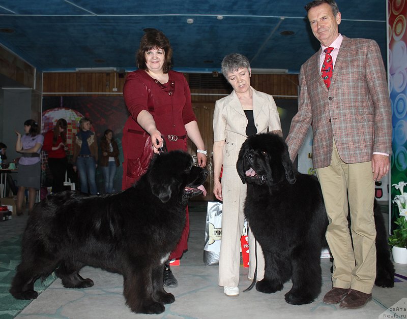 Фото: ньюфаундленд Radost Moya Dlya Sibirskogo Medvedya (Радость Моя для Сибирского Медведя), ньюфаундленд S'Nezhnaya Vjuga Alyaniko del Vulture (С'Нежная Вьюга Альянико Дель Вультуре)