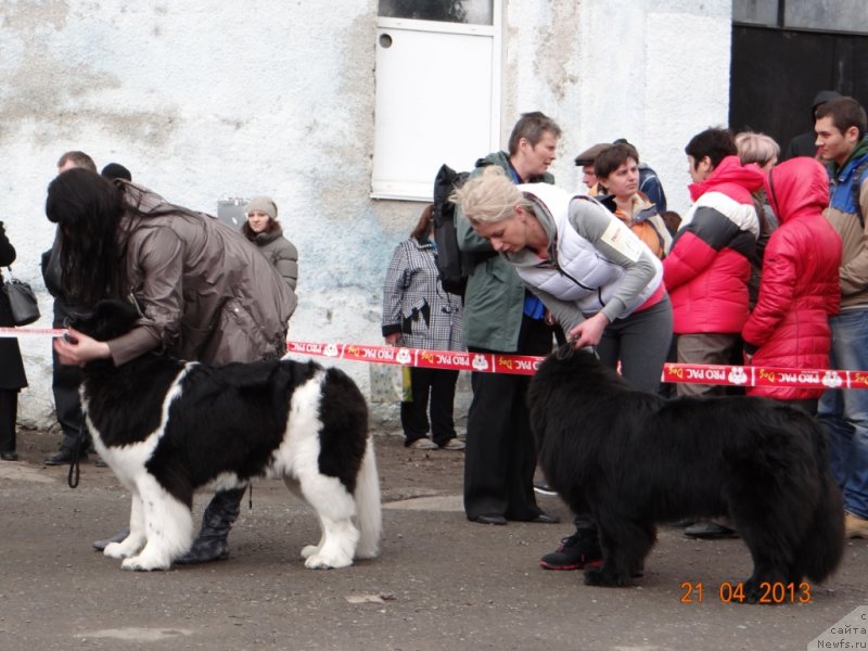 Фото: ньюфаундленд Fiamettahauz Pretti Drim (Фиаметтахауз Претти Дрим), ньюфаундленд Vronika Ye Satisfaction Super Mishka