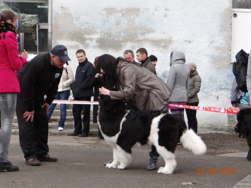 Фото: ньюфаундленд Fiamettahauz Pretti Drim (Фиаметтахауз Претти Дрим)