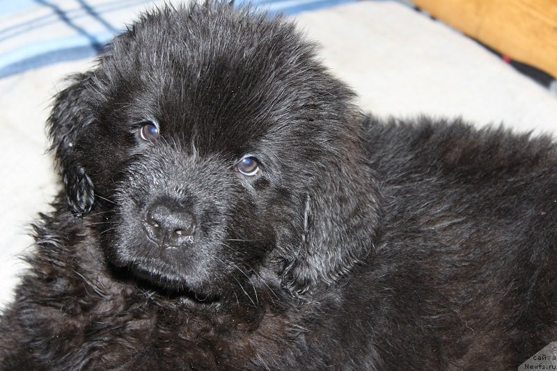 Фото: щенкам 2 месяца, ньюфаундленд Grand Byebi Ariadna (Гранд Бэби Ариадна)