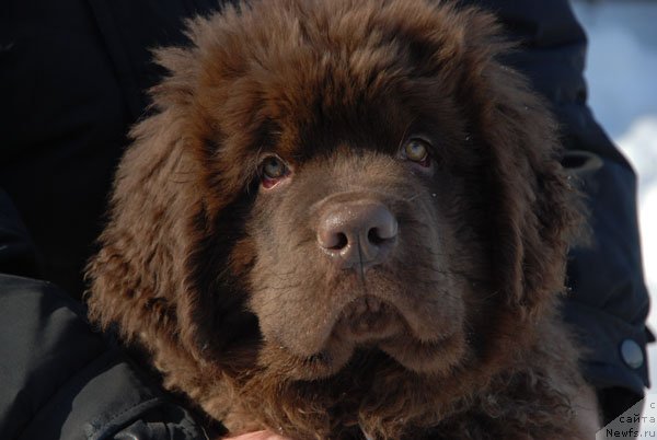 Фото: ньюфаундленд Charmer Denkam Bronze (Чармер Денкам Бронз)