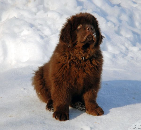 Фото: ньюфаундленд Charmer Denkam Bronze (Чармер Денкам Бронз)