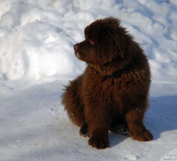 Фото: ньюфаундленд Charmer Denkam Bronze (Чармер Денкам Бронз)