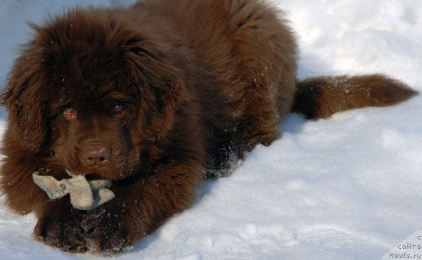 Фото: ньюфаундленд Charmer Denkam Bronze (Чармер Денкам Бронз)
