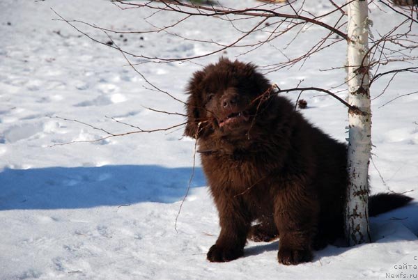 Фото: ньюфаундленд Charmer Denkam Bronze (Чармер Денкам Бронз)