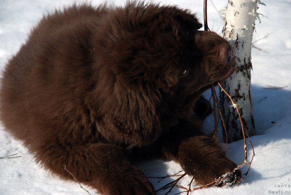 Фото: ньюфаундленд Charmer Denkam Bronze (Чармер Денкам Бронз)