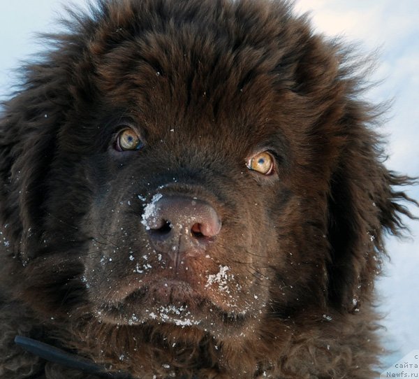 Фото: ньюфаундленд Charmer Denkam Bronze (Чармер Денкам Бронз)