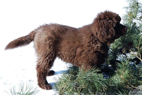 Фото: ньюфаундленд Charmer Denkam Bronze (Чармер Денкам Бронз)