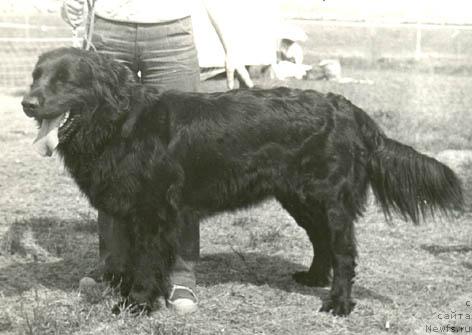 Фото: ньюфаундленд Topsi Flo (Топси Фло)