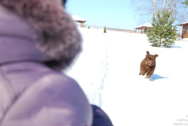Фото: ньюфаундленд Charmer Denkam Bronze (Чармер Денкам Бронз)