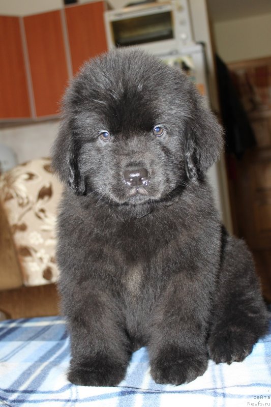 Фото: Лувье Пандур 2 мес, ньюфаундленд Grand Byebi Ariadna (Гранд Бэби Ариадна)