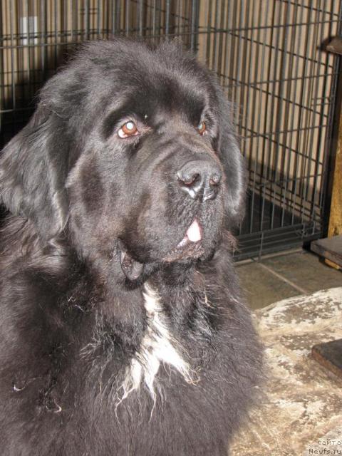 Фото: Castanewf's IN REALITY