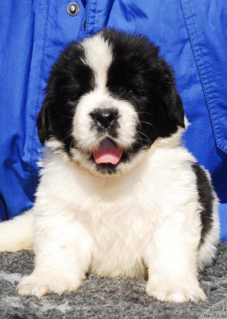 Фото: ньюфаундленд Sent Djons Princip Domino (Сент Джонс Принцип Домино)