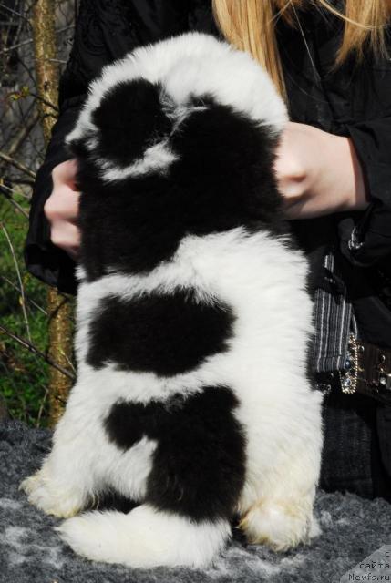 Фото: ньюфаундленд Sent Djons Princip Domino (Сент Джонс Принцип Домино)