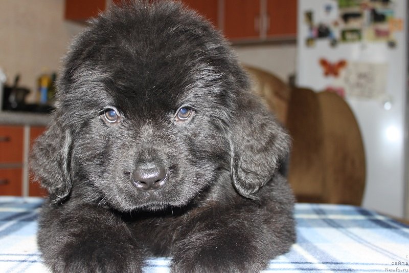 Фото: Ласковый И Нежный Бриз 2 месяца, ньюфаундленд Grand Byebi Ariadna (Гранд Бэби Ариадна)