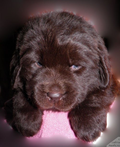 Фото: ньюфаундленд Ingerda Velikolepnaya (Ингерда Великолепная)