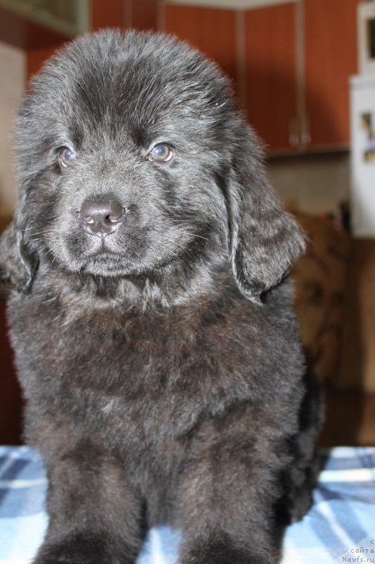Фото: Ласковый И Нежный Бриз 2 месяца, ньюфаундленд Grand Byebi Ariadna (Гранд Бэби Ариадна)