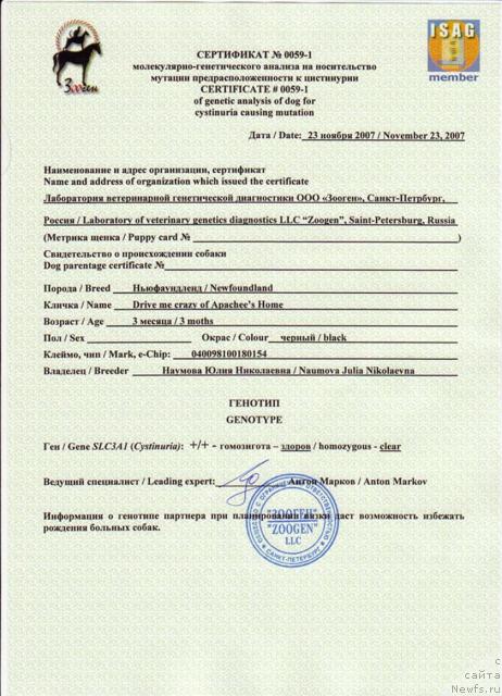 Фото: ньюфаундленд Drive Me Crazy of Apachee's Home