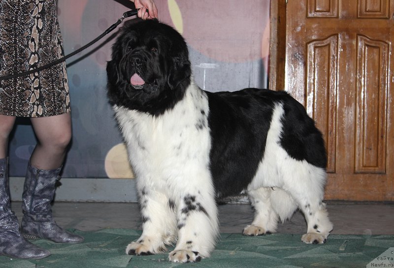 Фотография № 122955